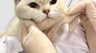 猫星人“隐形过敏原”现形！国产“007”捕捉致敏元凶