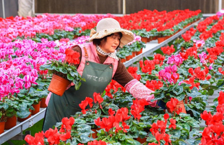 山东即墨：“花卉经济”助力乡村振兴