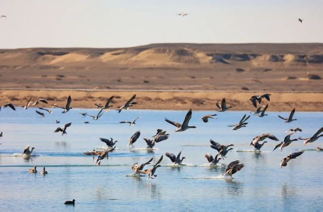 廿一载碧波长流护桑田