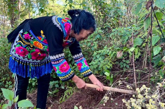 美味松露，缘何成中国新“土特产”