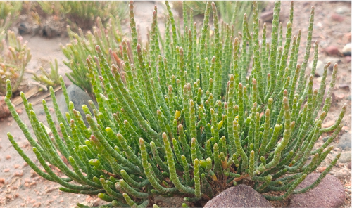 ScreenShot_2025-12-25_112526_182 ScreenShot_2025-12-25_112526_182