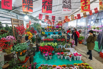 浙江绍兴：年宵花卉迎新年