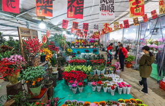 浙江绍兴：年宵花卉迎新年