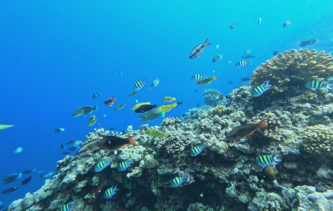 3523.67公顷生境：黄岩岛国家级自然保护区状况首次披露