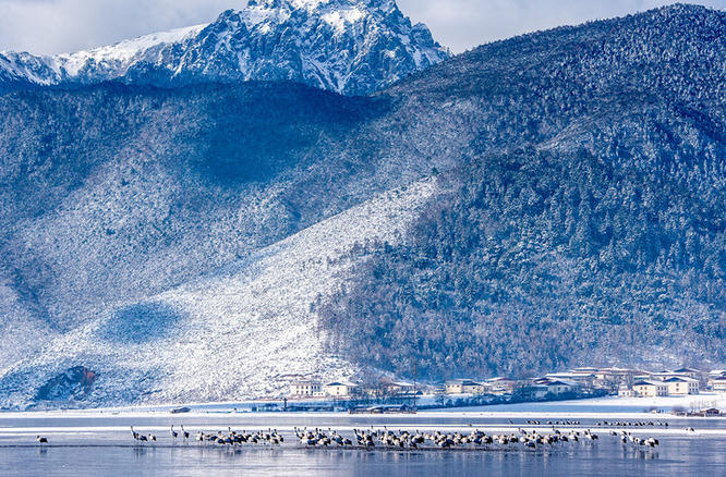 云南迪庆：“生态立州”筑牢长江上游生态屏障