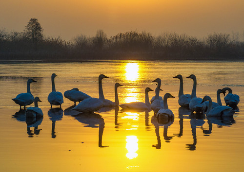 湿地鸟趣(3)#(9091746)-20260109094608 湿地鸟趣(3)#(9091746)-20260109094608