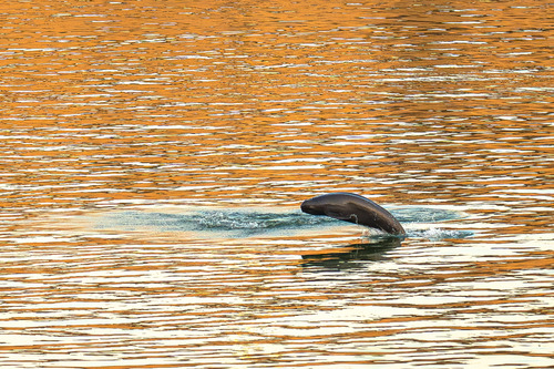 新华全媒头条｜长江禁渔五年，发生了哪些变(9095980)-20260109105949
