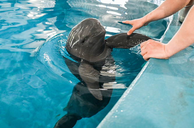 我国将加强长江江豚系统性保护