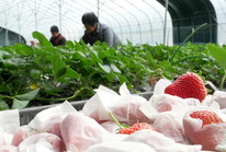 河北卢龙：特色果蔬种植促农增收