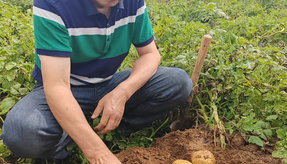 委员风采 | 以“薯” 为媒系民生 科研履职双担当——记内蒙古自治区政协委员尹玉和