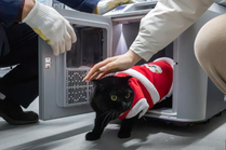 “萌宠”旅客春运进行时