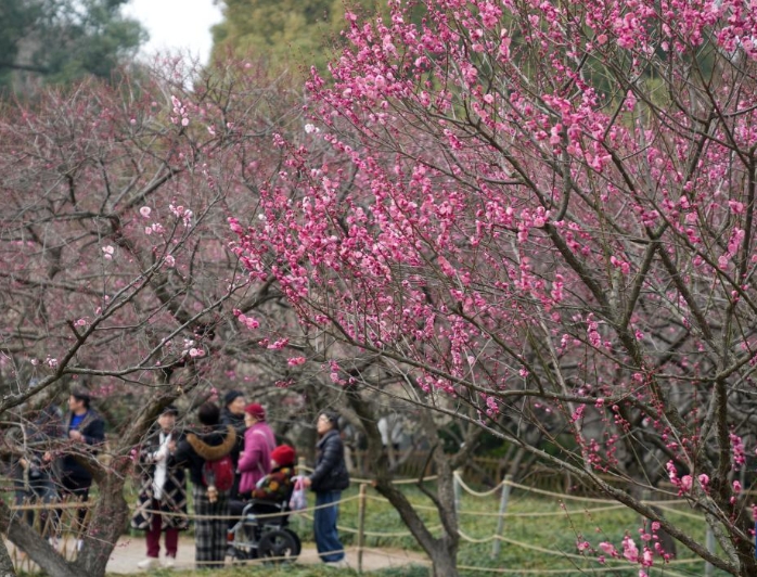 杭州：梅花开放