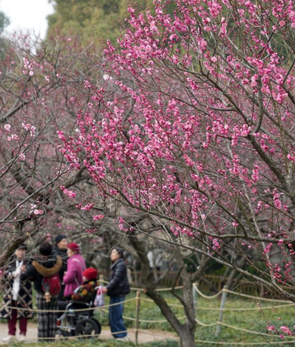 杭州：梅花开放