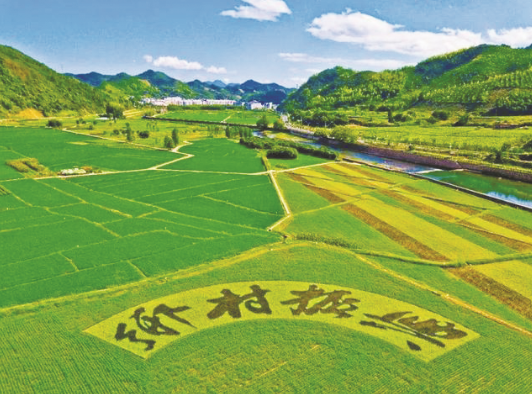 巩固提升“三农”发展好势头 推动乡村全面振兴取得新进展——中央农办有关负责同志解读中央一号文件精神