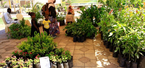 苏丹迎来近三年来首个花卉节