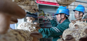 电力服务进大棚 护航百姓“菜篮子”