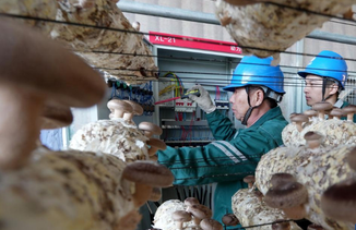 电力服务进大棚 护航百姓“菜篮子”