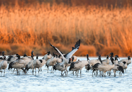 草海湖畔万鸟翔集(3)(9359073)-20260213091923 草海湖畔万鸟翔集(3)(9359073)-20260213091923