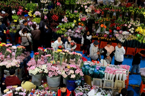 云南昆明:春节将至 鲜花俏销(4)#(9359076)-20260213091904 云南昆明:春节将至 鲜花俏销(4)#(9359076)-20260213091904