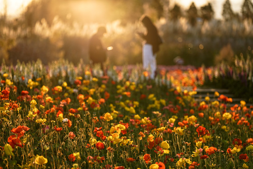 新春走基层_“春城”赏花正当时 多彩“颜(9359071)-20260213091938 新春走基层_“春城”赏花正当时 多彩“颜(9359071)-20260213091938
