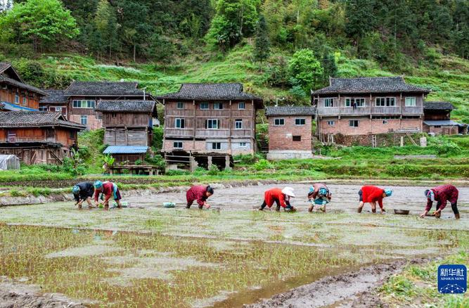 新华时评｜不负春光，跑好农业生产“第一棒”