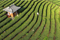 广西三江：早春茶飘香