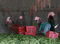 宁夏银川：大棚经济“蔬”写春日好丰景