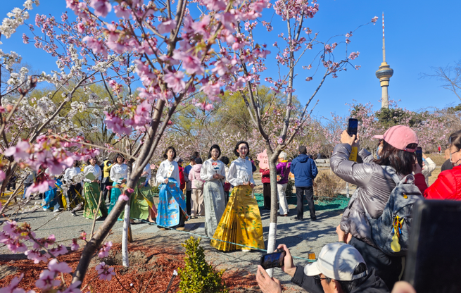 春日盛景映京城