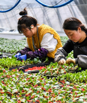 山西运城：春日育苗备耕忙