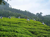 广西金秀：茶叶铺就增收致富路