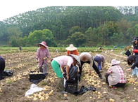广西贵港：巧用冬闲田种出“金疙瘩”