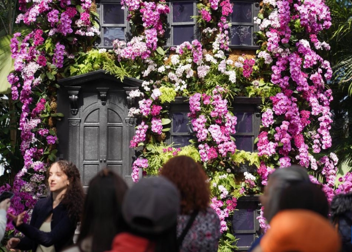 纽约植物园：兰花盛开迎春天