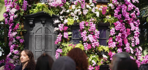 纽约植物园：兰花盛开迎春天