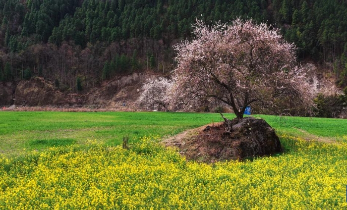 西藏波密：花开易贡春正浓