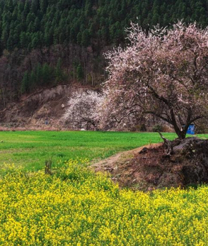西藏波密：花开易贡春正浓