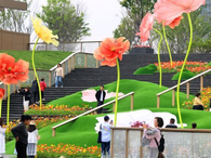 成都：巨型“虞美人”扮靓街头吸引市民打卡