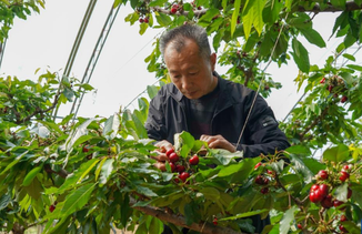 樱桃树下管护忙