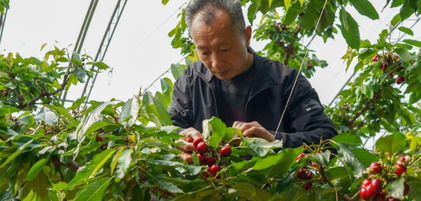 樱桃树下管护忙