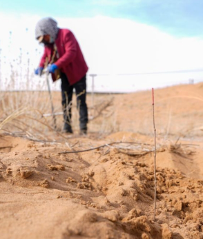 宁夏中卫：春日植绿锁黄沙