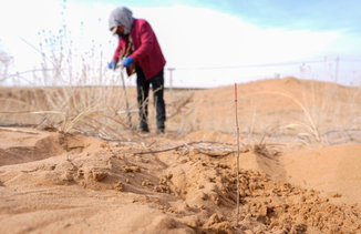 宁夏中卫：春日植绿锁黄沙