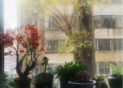 盆栽2(9841158)-20260330091203