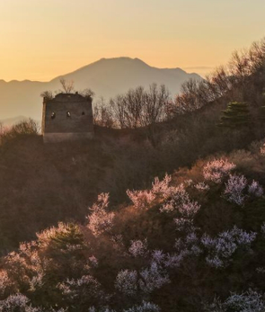 河北迁西：春花春光映长城