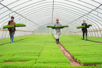 沃野田畴育秧忙