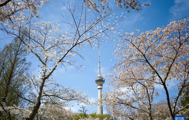 清明时节 不负花期