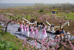 西安长安：踏春赏花正当时