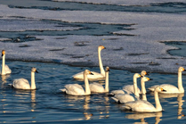 春江水暖“鹅”先知