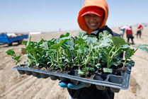 荒滩戈壁播种“绿宝石”