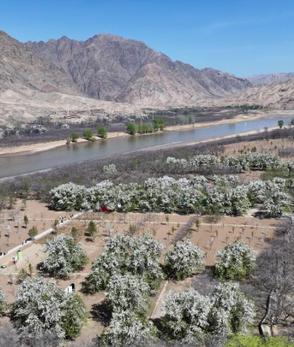 黄河岸边赏百年梨花