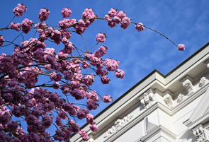 德国波恩：樱花绽放