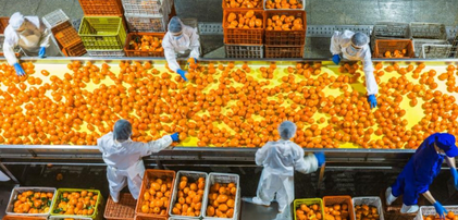 湖北秭归：脐橙全果加工 助力乡村振兴